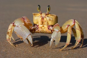 Adaptive crab
